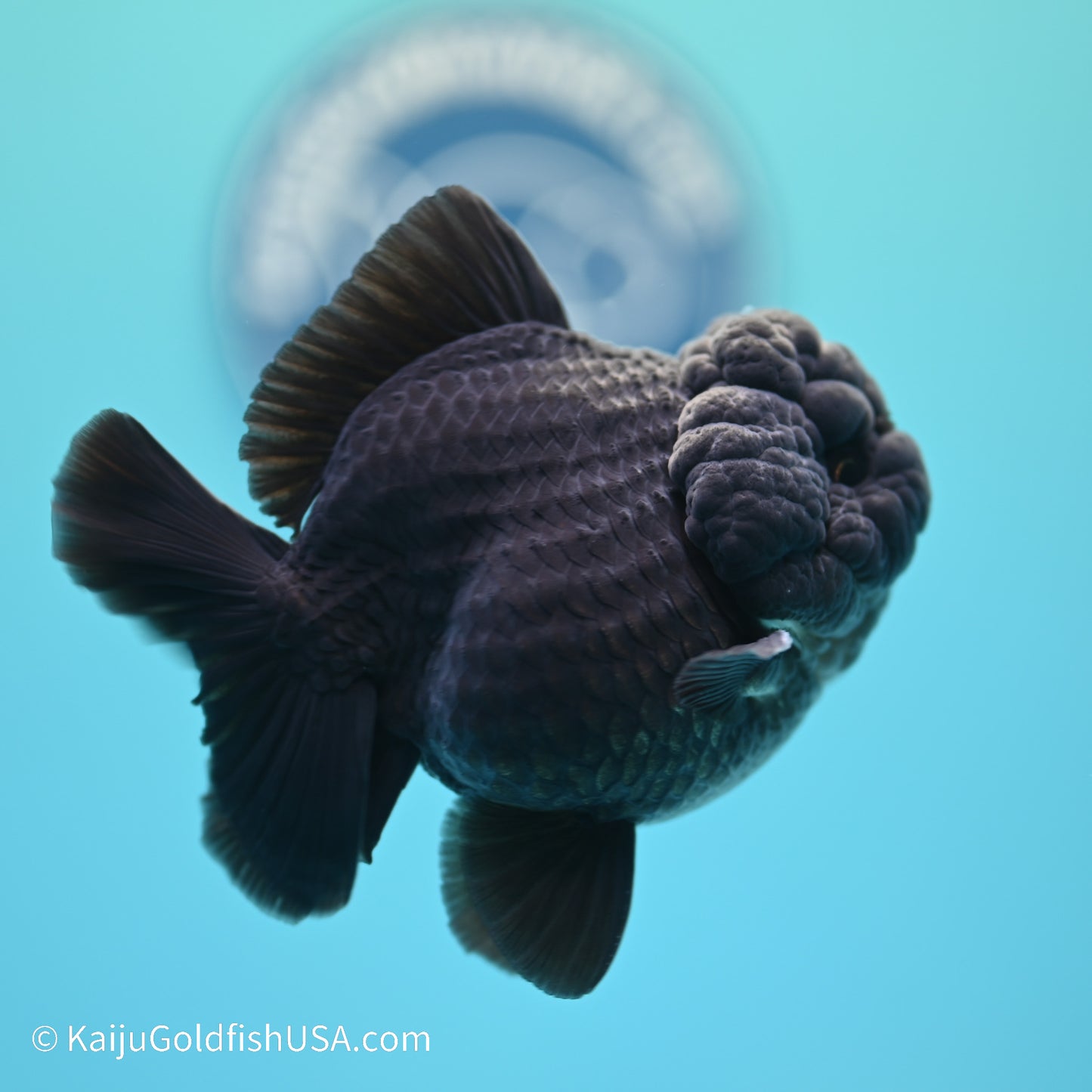 Jet Black YuanBao Oranda 3.5 inches (240517_OR11) - Kaiju Goldfish USA