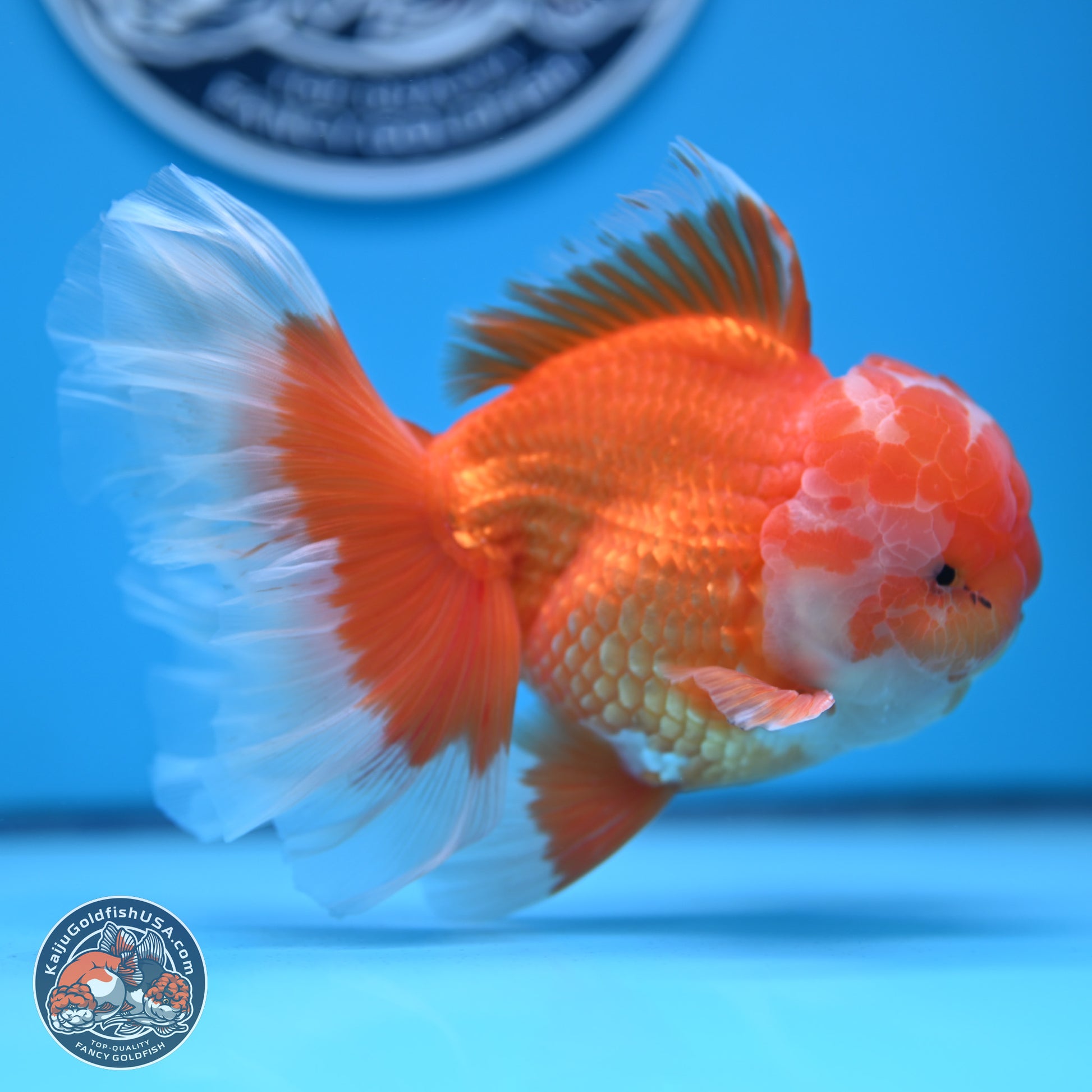 Red White Rose Tail Oranda 4-6 inches (240906_OR11) - Kaiju Goldfish USA