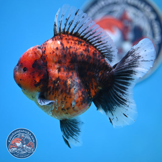 Tiger Oranda 4.25 inches Body (250516_OR11)