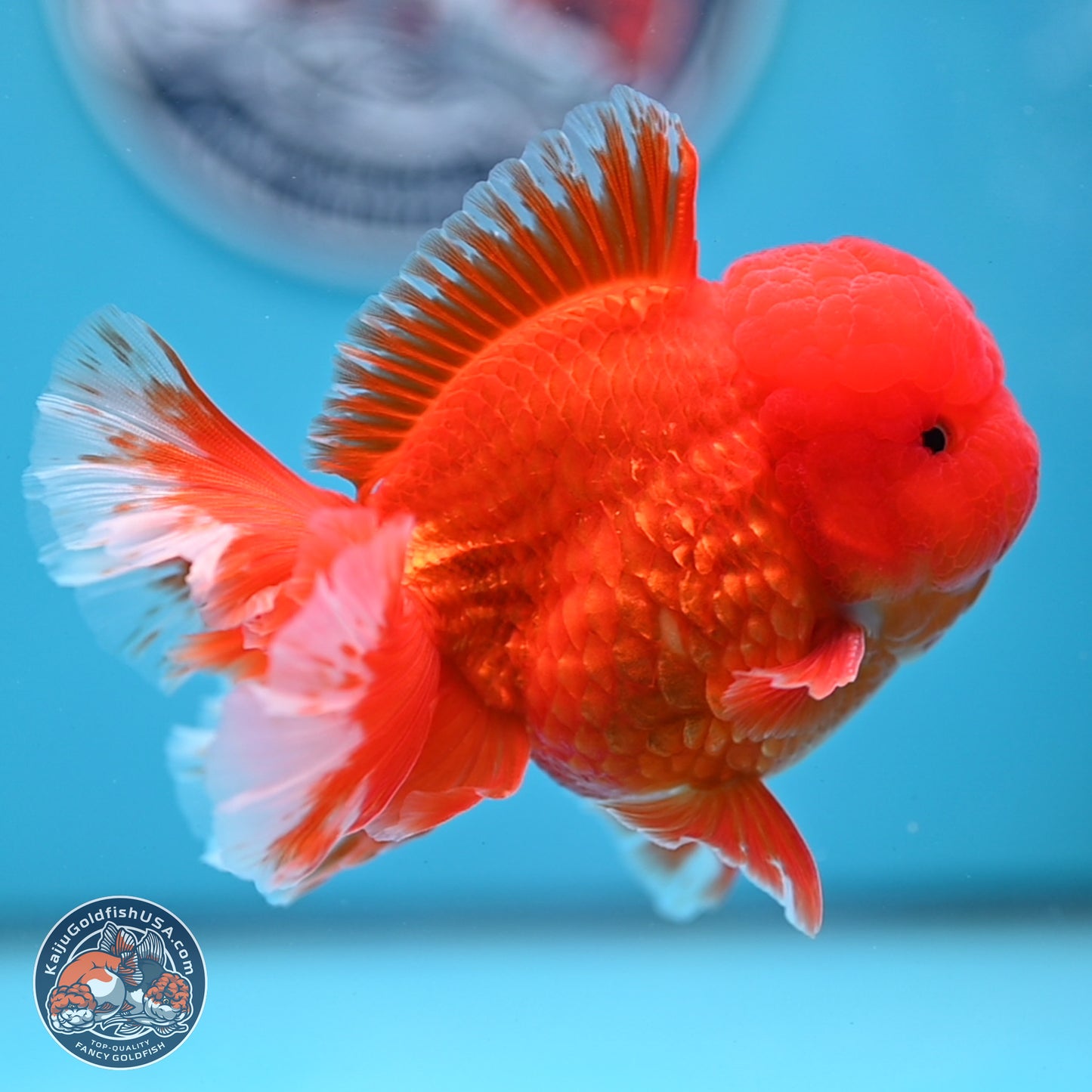 Classic Red Rose Tail Oranda 3.5 inches Body - Male (250307_OR11)