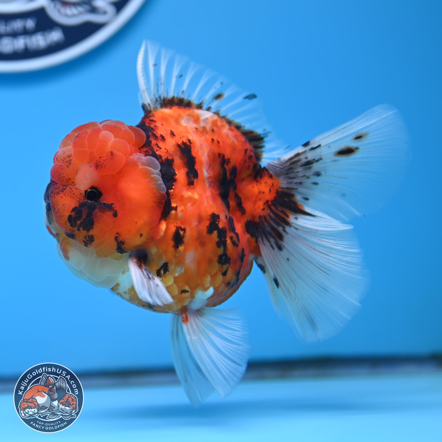 Tricolor Tiger Oranda 3.5 inches Body - Male (250314_OR11)