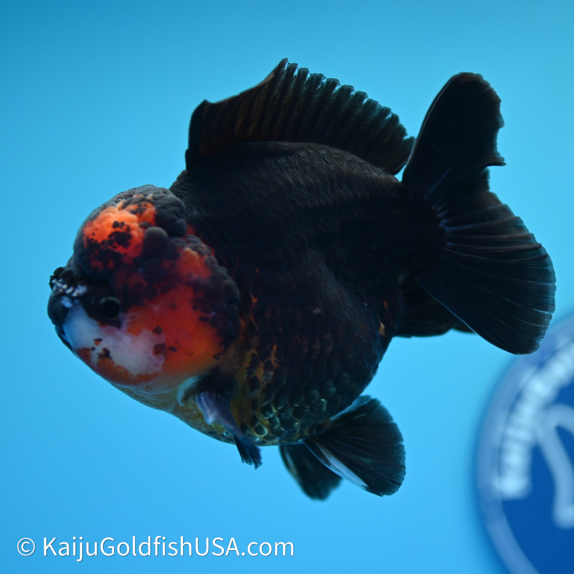 Red/Black YuanBao Oranda 3.5in body (240607_OR11) - Kaiju Goldfish USA