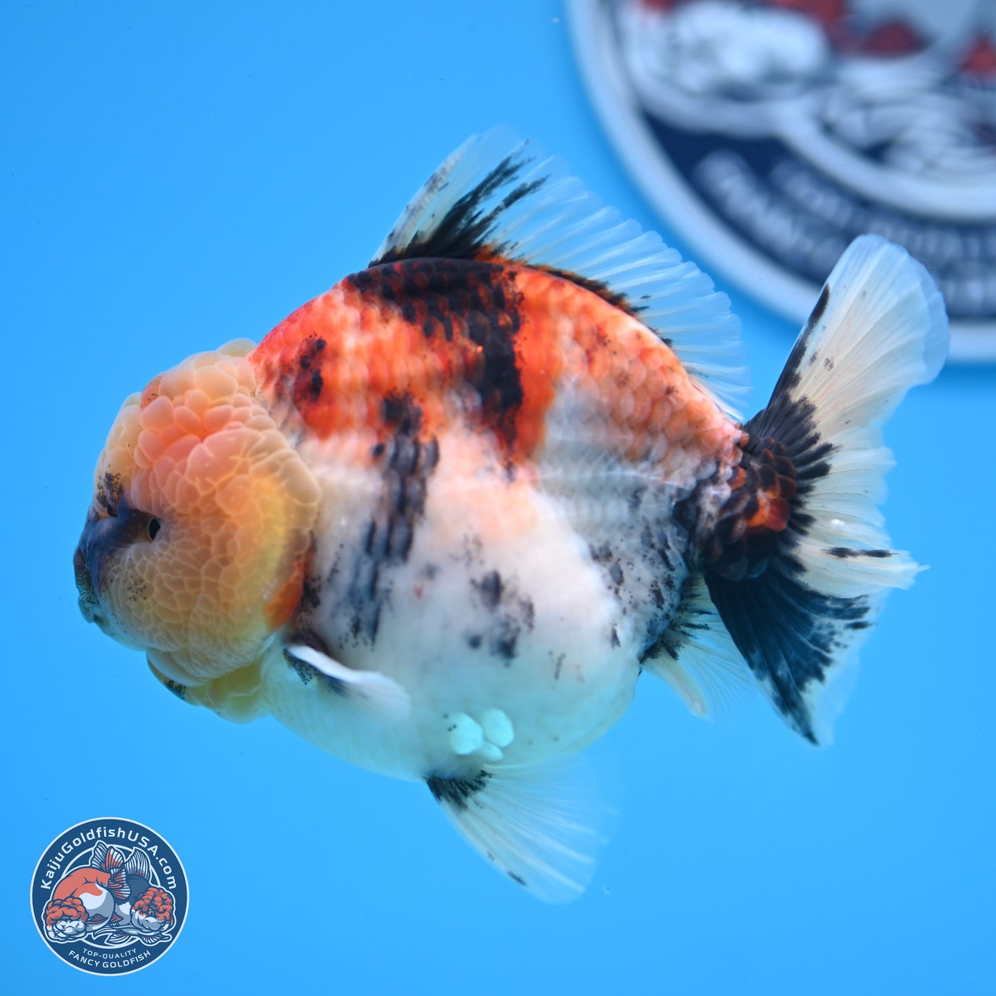 Tricolor Tiger YuanBao Oranda 3.5 inches Body - Male (250228_OR11)