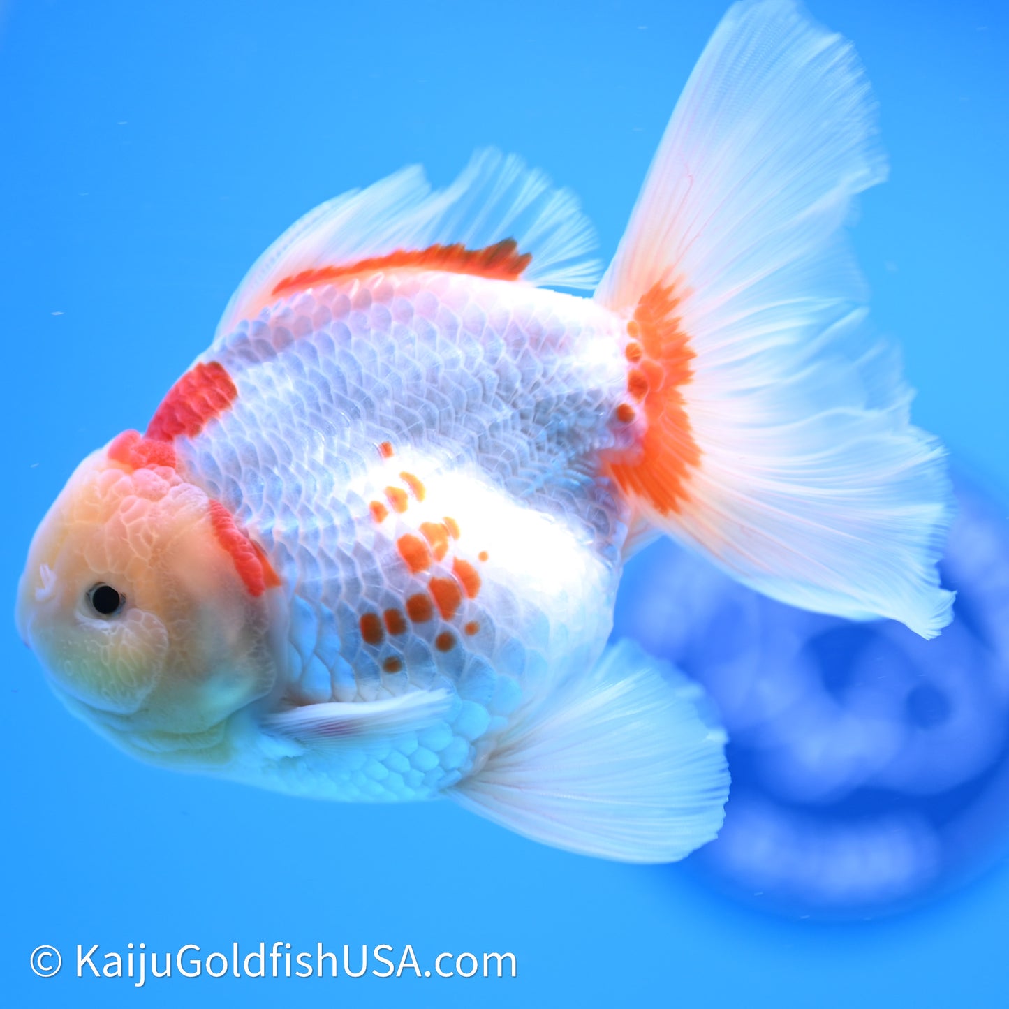 Red White Rose Tail Oranda 4in Body (240621_OR11) - Kaiju Goldfish USA
