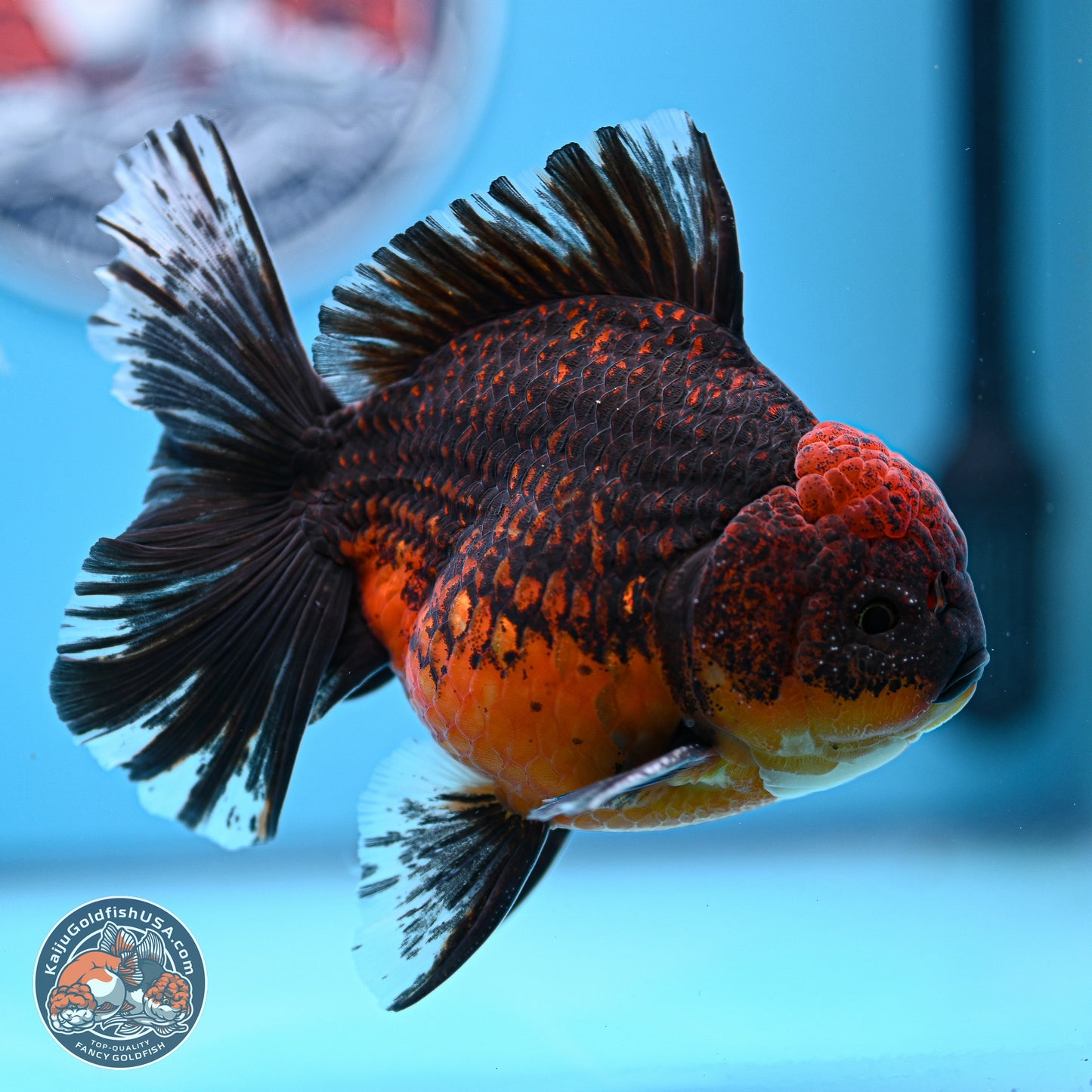 Red Kirin Rose Tail Oranda 4-5.5 inches (240920_OR11) - Kaiju Goldfish USA