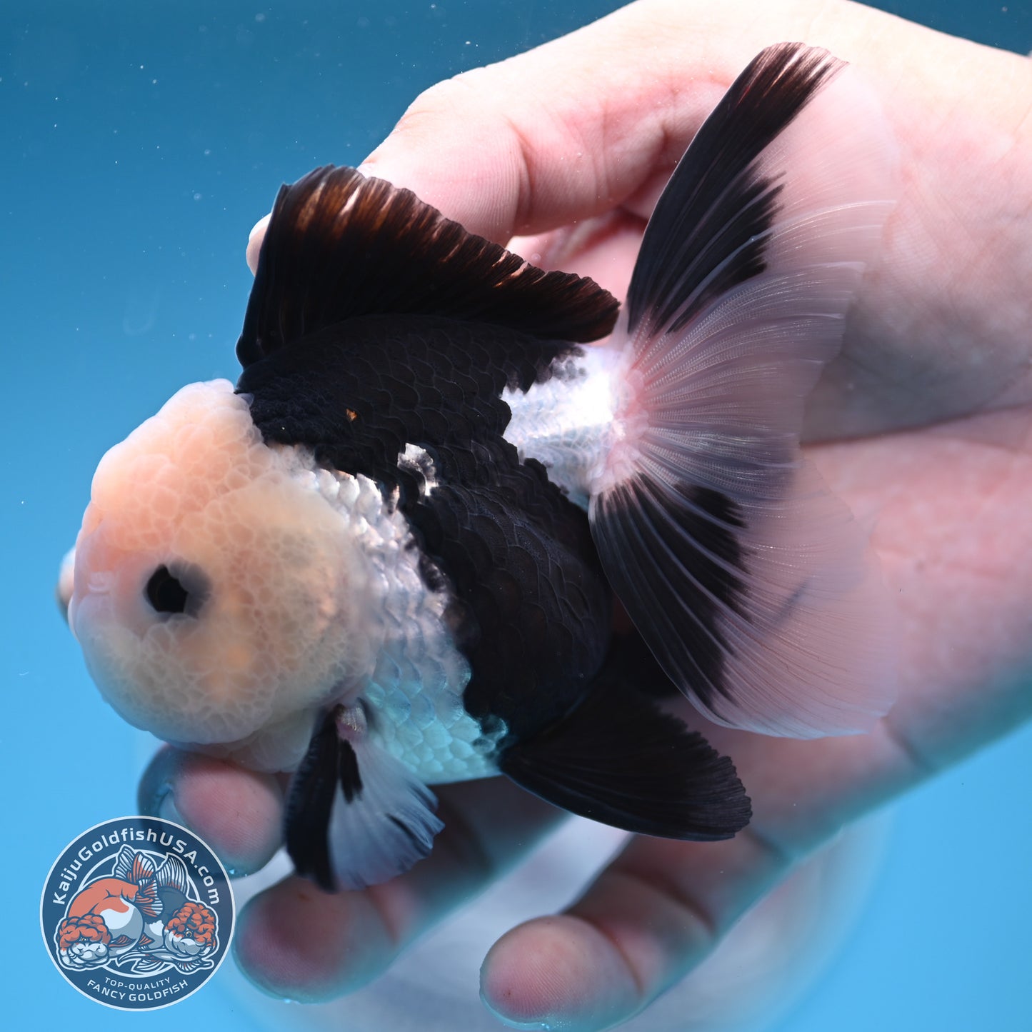 Panda Oranda 3 inches Body (250606_OR11)