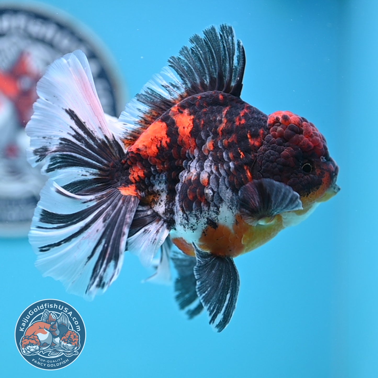 Tricolor Tiger Rose Tail Oranda 4 inches Body (250502_OR11)