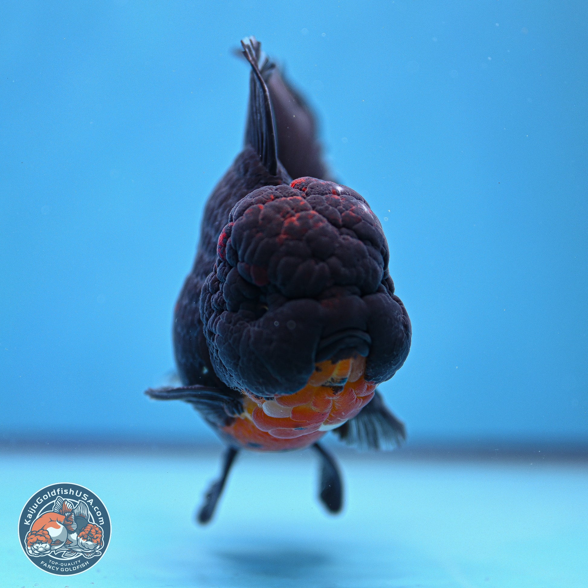 Kirin Rose Tail Oranda 6 inches - Male (241115_OR11) - Kaiju Goldfish USA