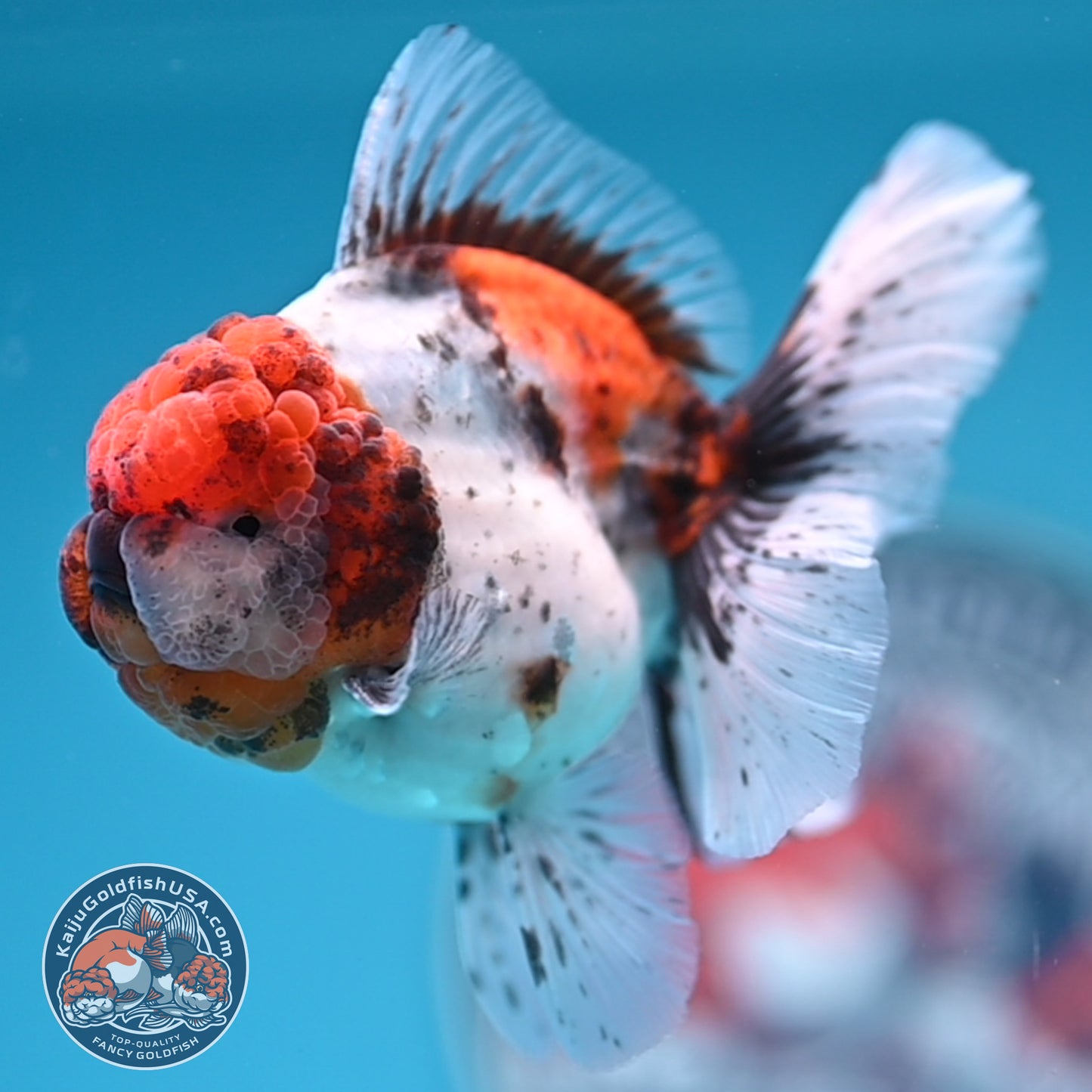 Shogun Tricolor Sakura Rose Tail Oranda 3.25 inches Body (250530_OR11)