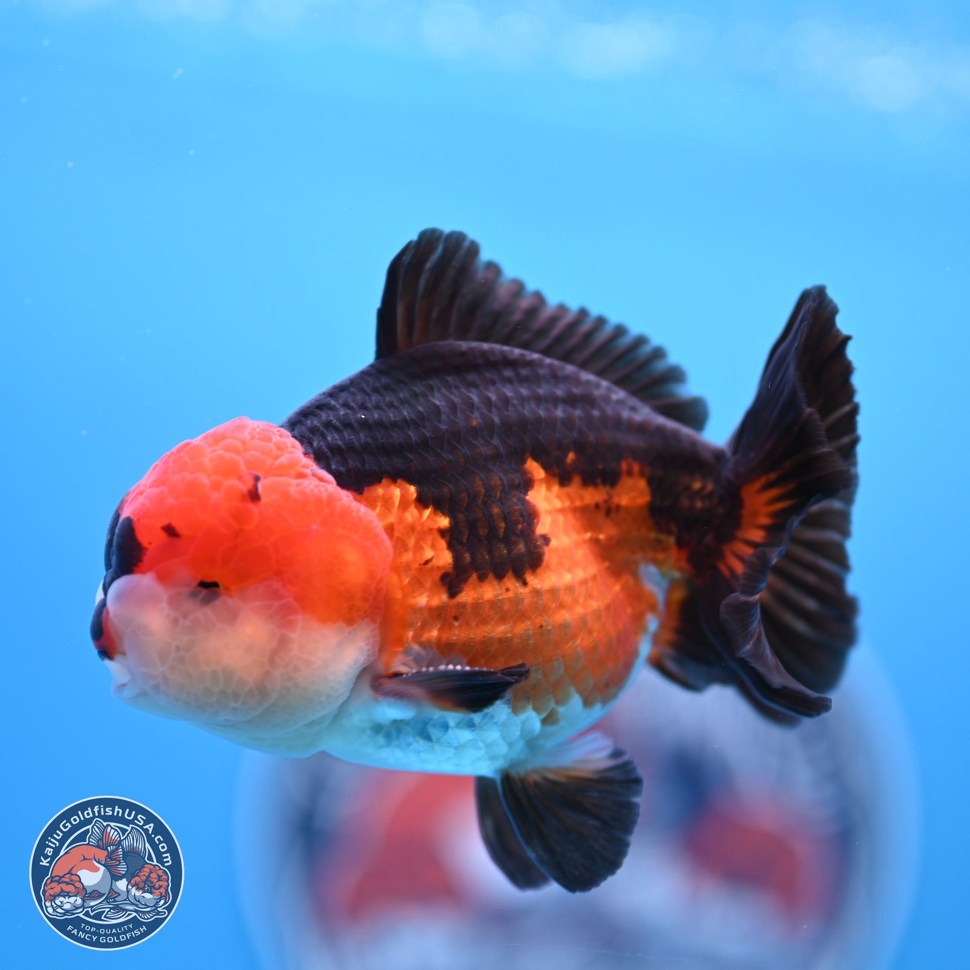 Tricolor Oranda 3.5-4.5 inches (240913_OR11) - Kaiju Goldfish USA