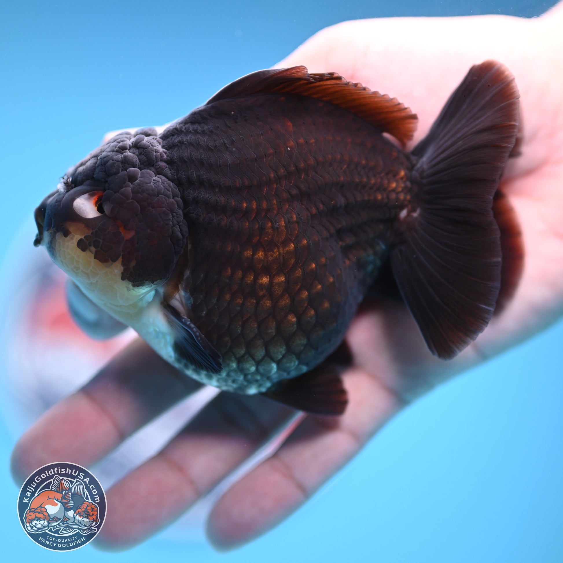 Panda YuanBao Oranda 3.5 inches Body - Male (241227_OR11) - Kaiju Goldfish USA