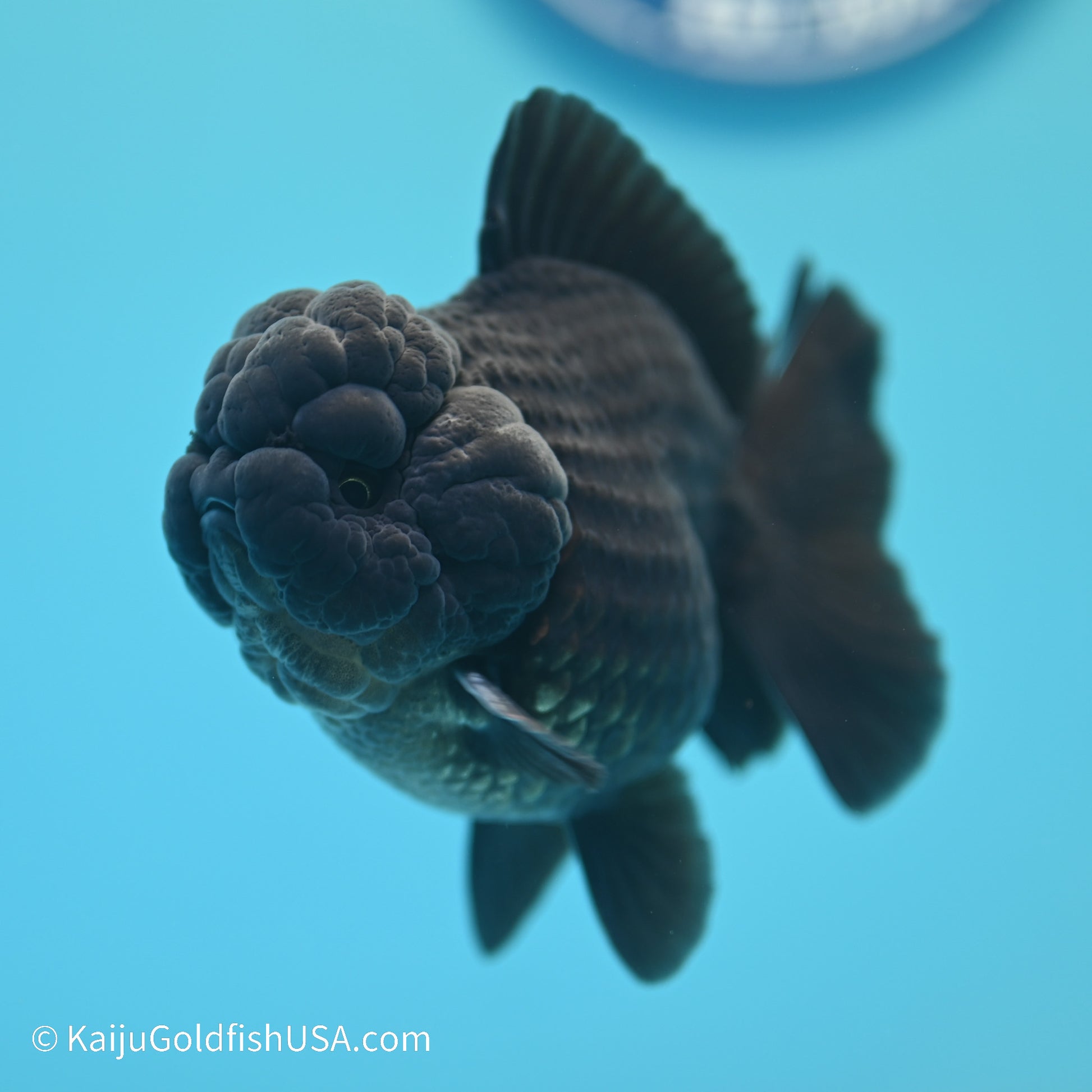 Jet Black YuanBao Oranda 3.5 inches (240517_OR11) - Kaiju Goldfish USA