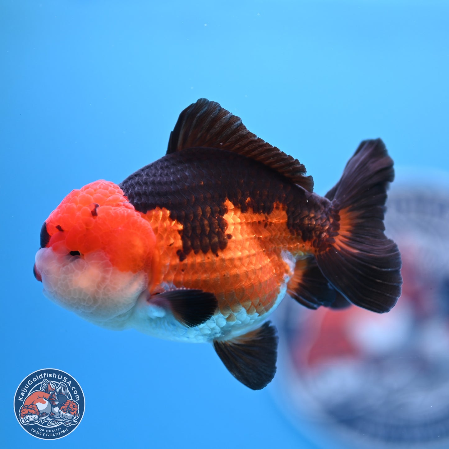 Tricolor Oranda 3.5-4.5 inches (240913_OR11) - Kaiju Goldfish USA