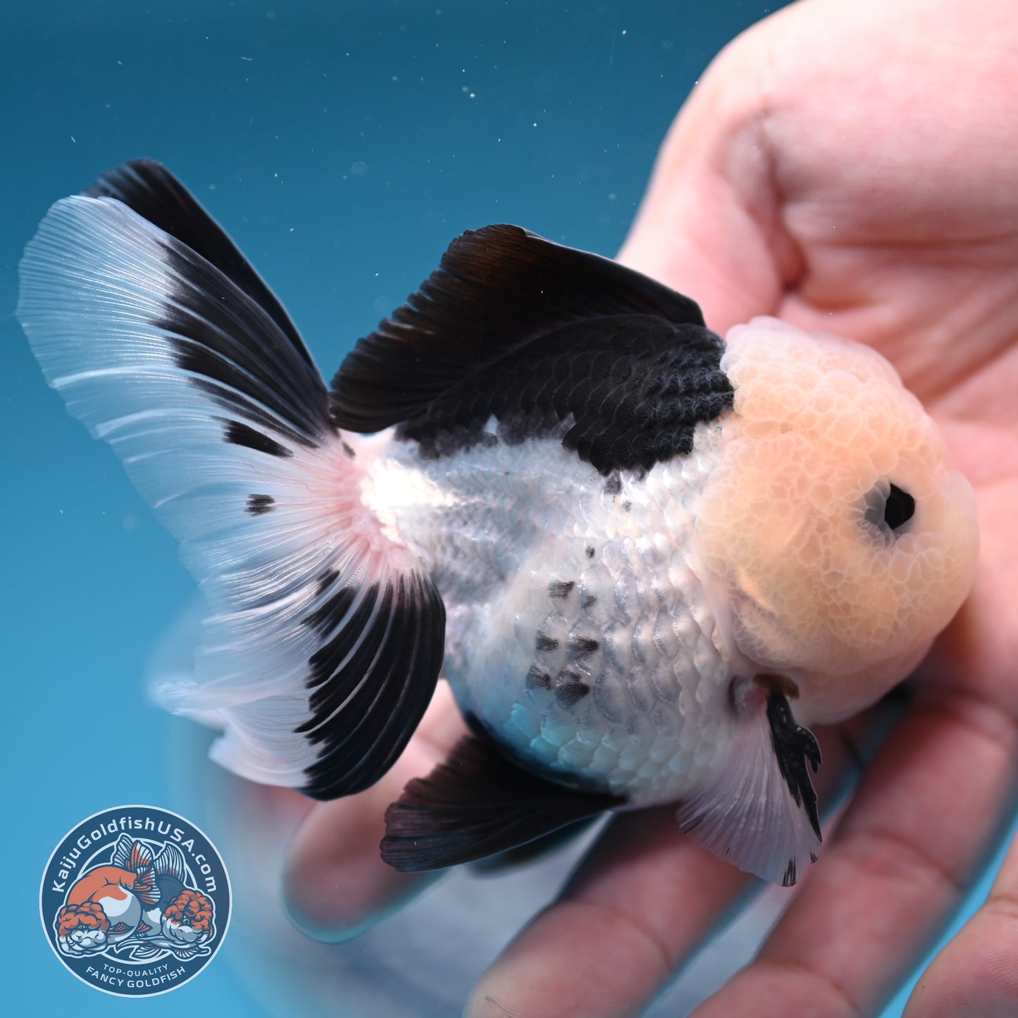 Panda Oranda 3 inches Body (250606_OR11)