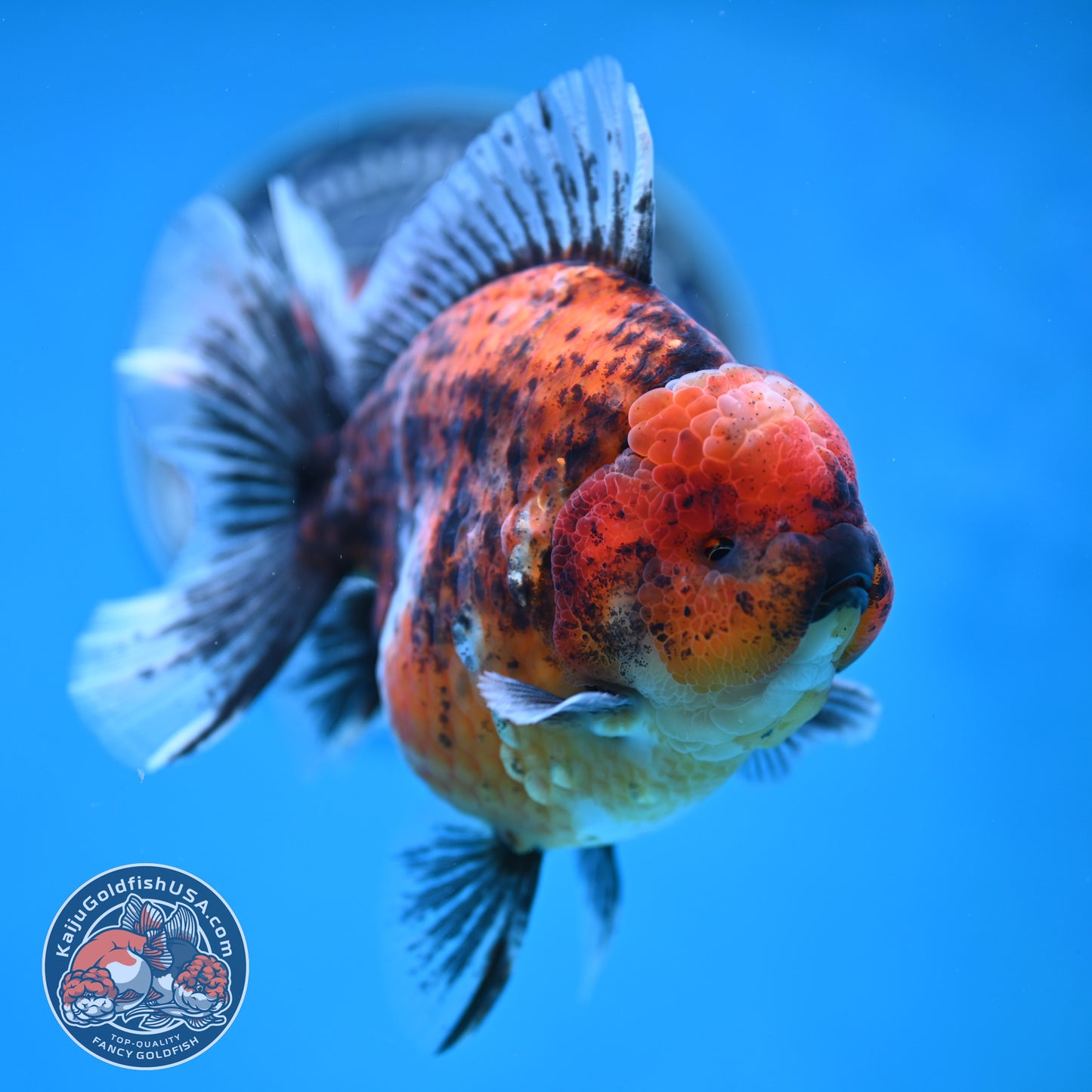 Tiger Oranda 4.25 inches Body (250516_OR11)