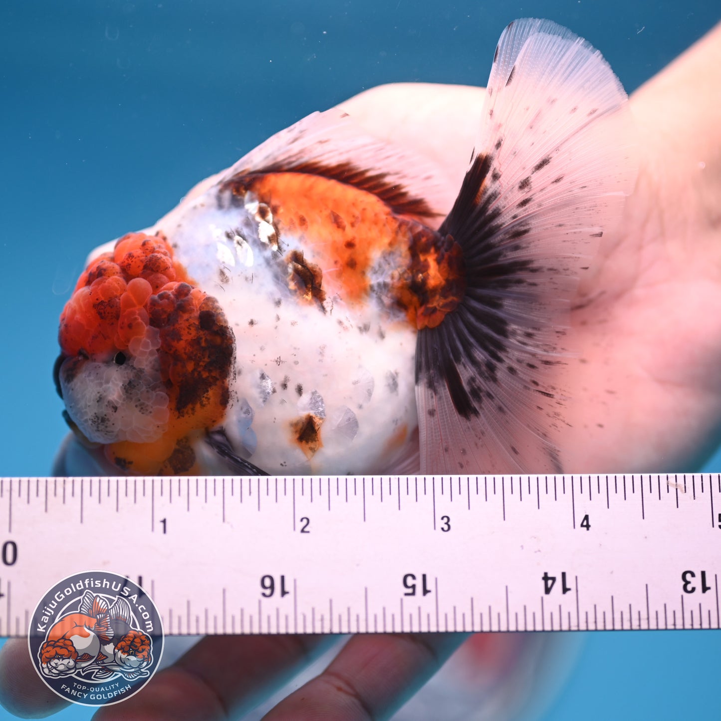 Shogun Tricolor Sakura Rose Tail Oranda 3.25 inches Body (250530_OR11)