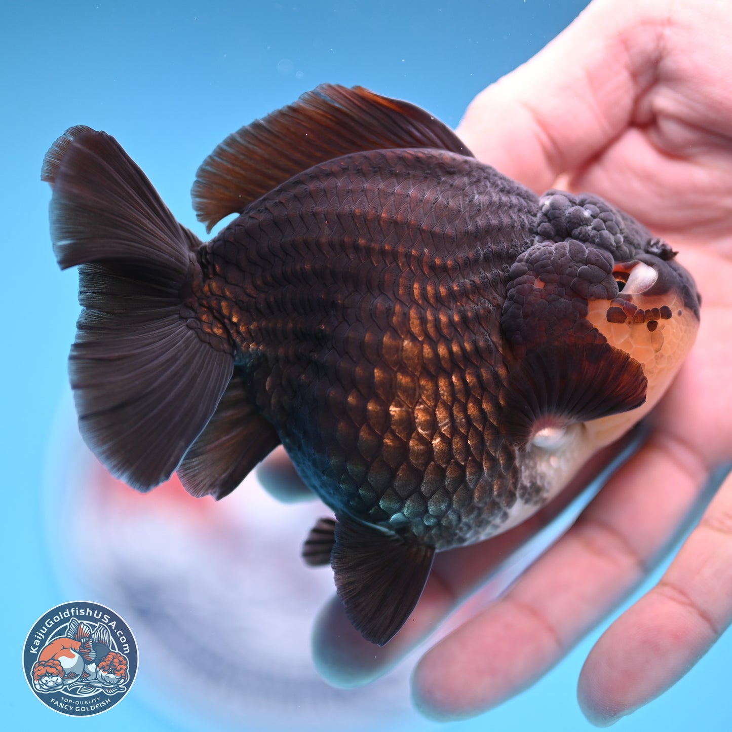 Panda YuanBao Oranda 3.5 inches Body - Male (241227_OR11) - Kaiju Goldfish USA