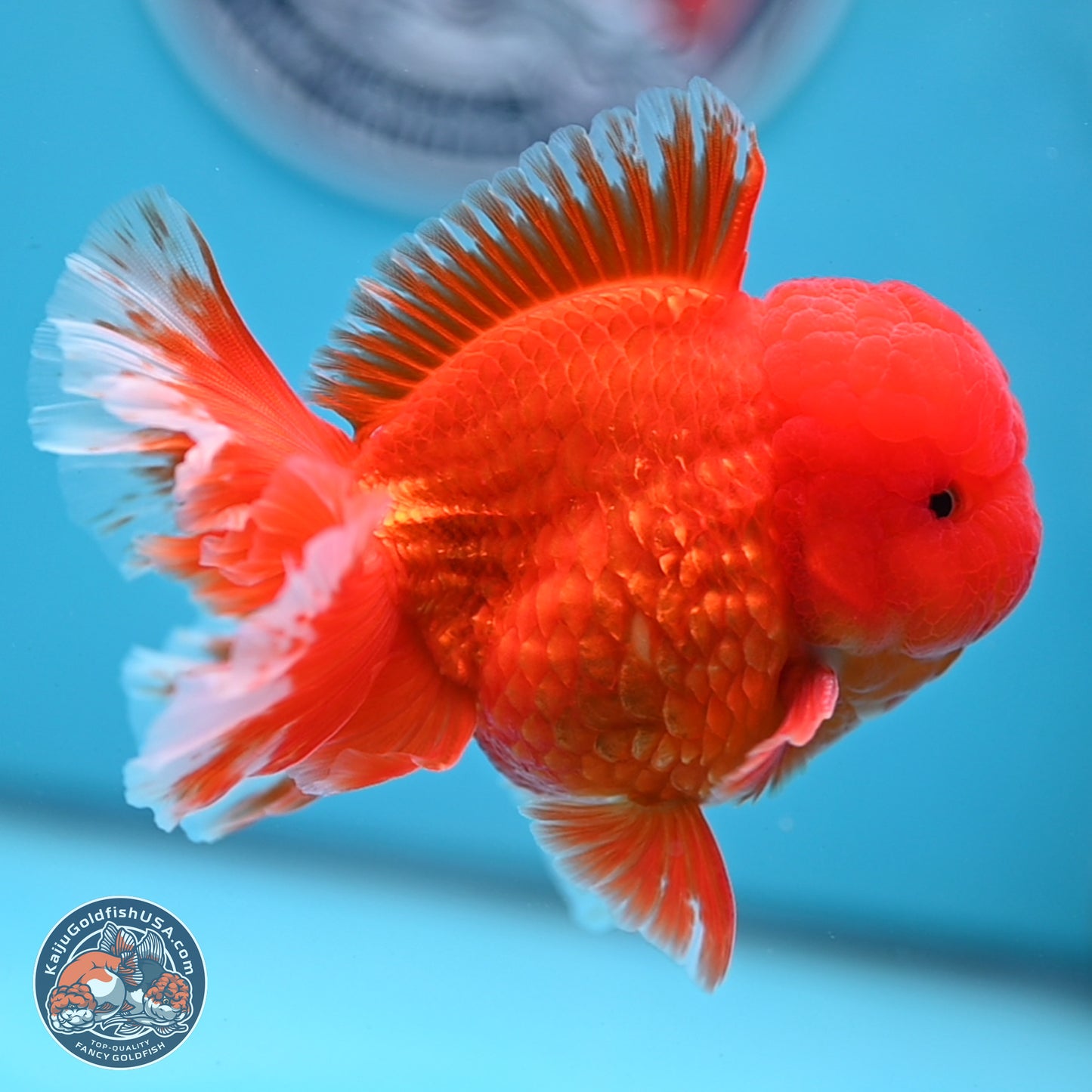 Classic Red Rose Tail Oranda 3.5 inches Body - Male (250307_OR11)