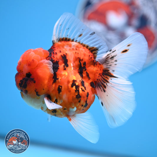 Tricolor Tiger Oranda 3.5 inches Body - Male (250314_OR11)