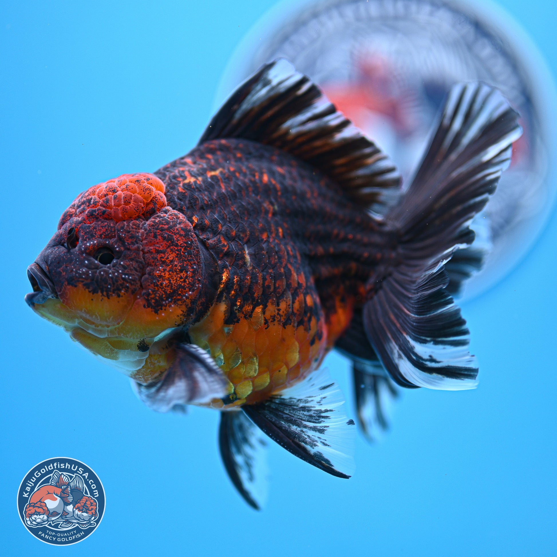 Red Kirin Rose Tail Oranda 4-5.5 inches (240920_OR11) - Kaiju Goldfish USA