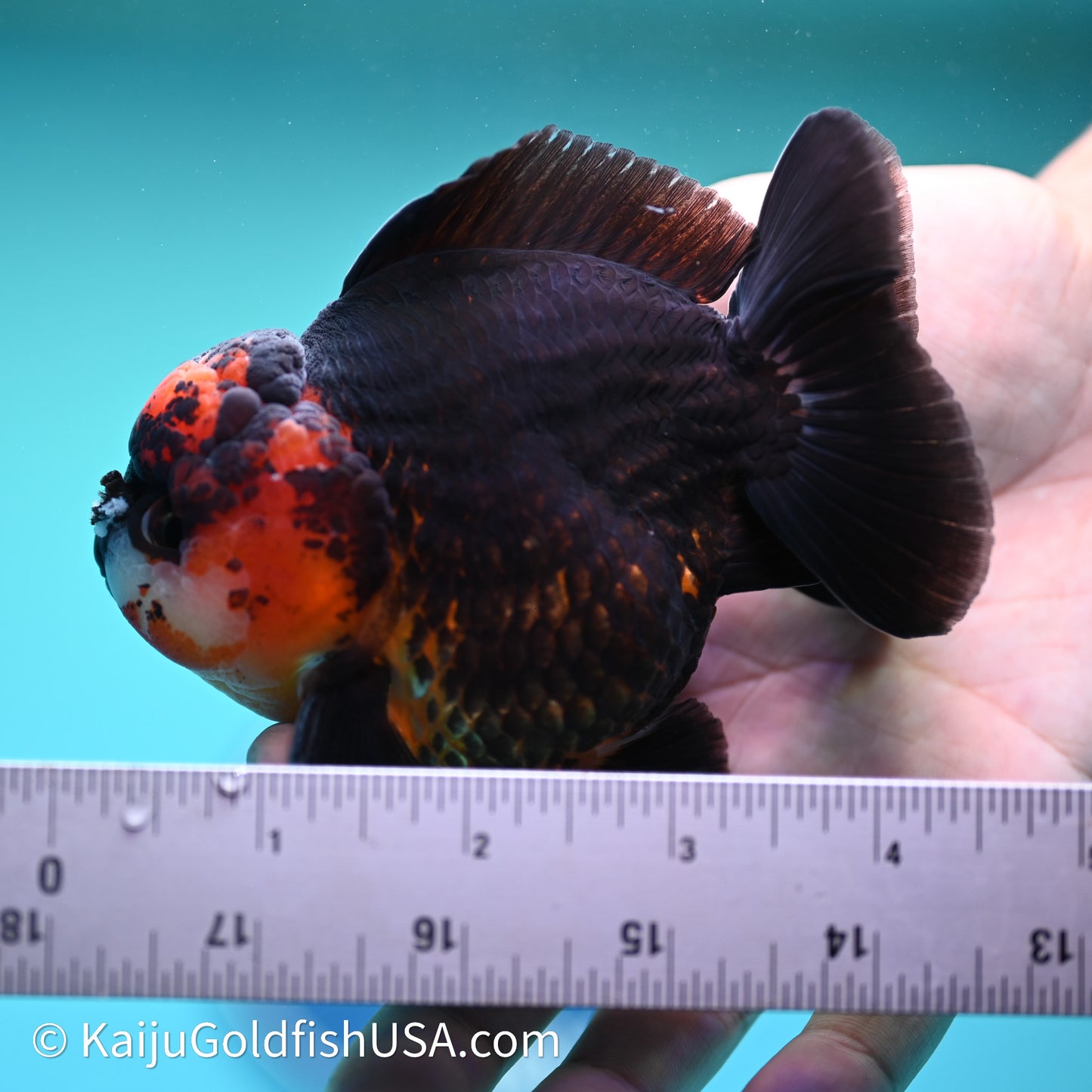 Red/Black YuanBao Oranda 3.5in body (240607_OR11) - Kaiju Goldfish USA