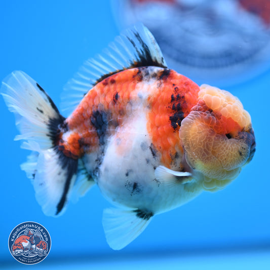 Tricolor Tiger YuanBao Oranda 3.5 inches Body - Male (250228_OR11)