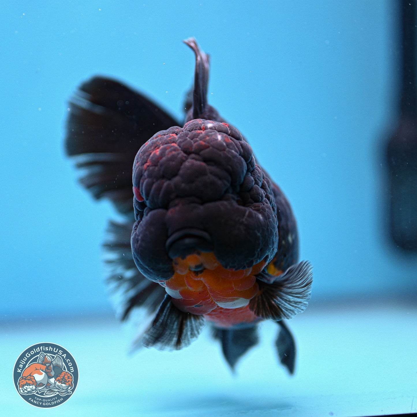 Kirin Rose Tail Oranda 6 inches - Male (241115_OR11) - Kaiju Goldfish USA