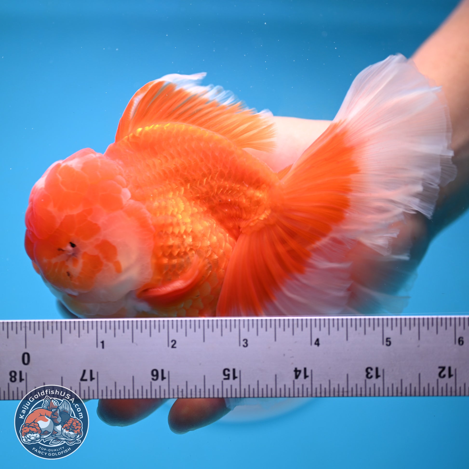 Red White Rose Tail Oranda 4-6 inches (240906_OR11) - Kaiju Goldfish USA