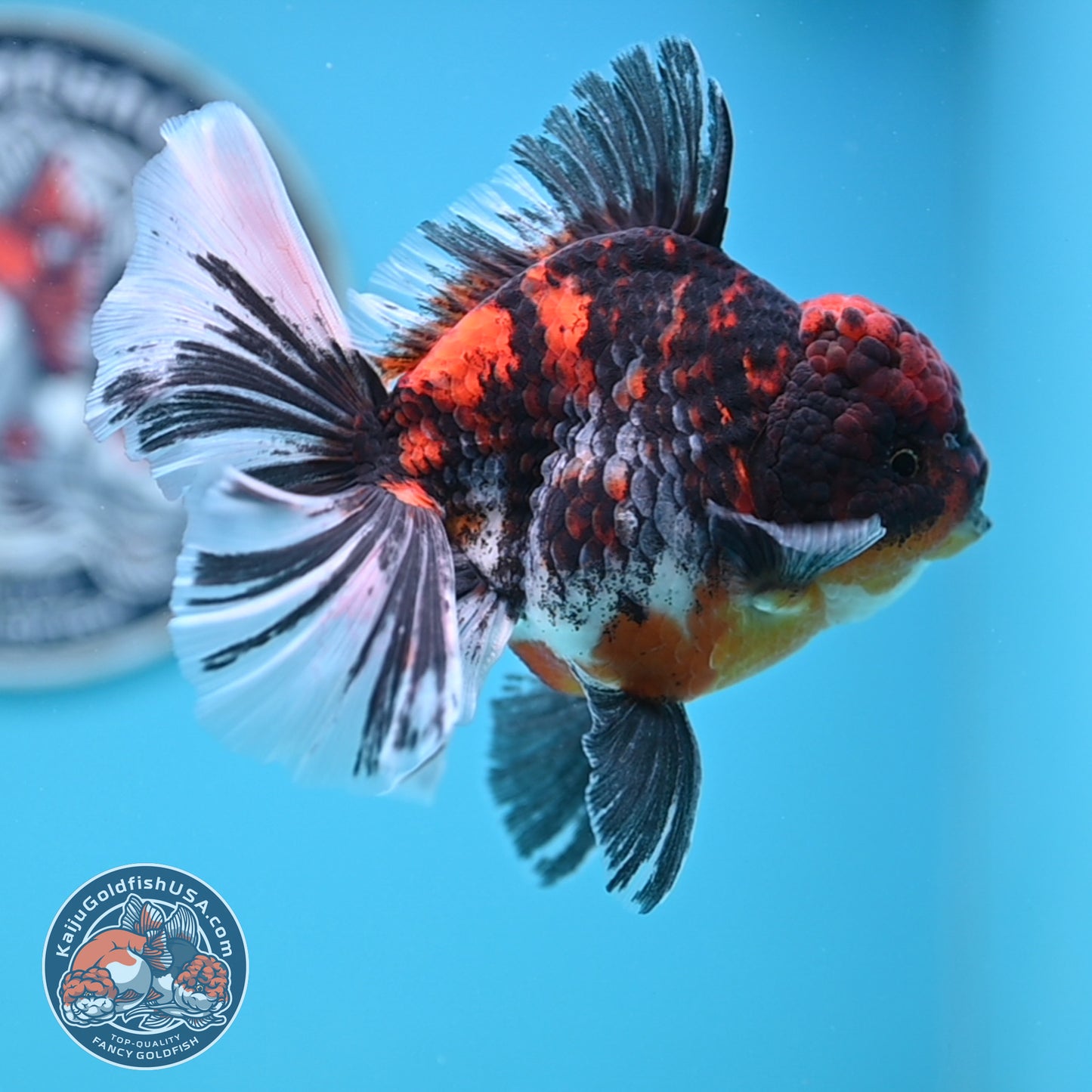 Tricolor Tiger Rose Tail Oranda 4 inches Body (250502_OR11)