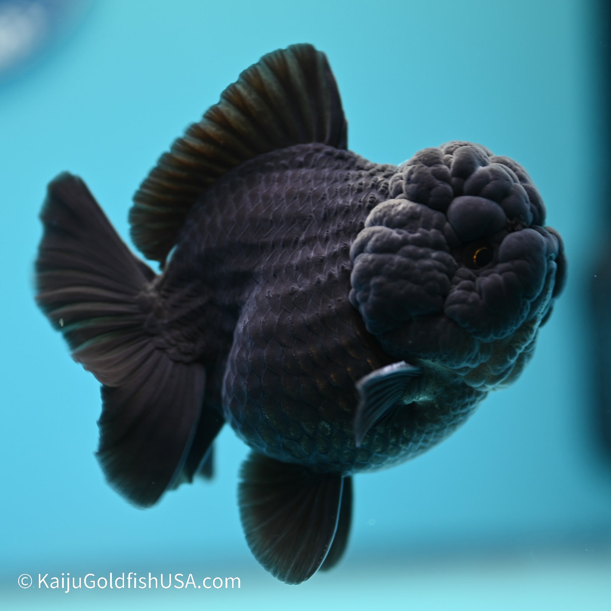 Jet Black YuanBao Oranda 3.5 inches (240517_OR11) - Kaiju Goldfish USA