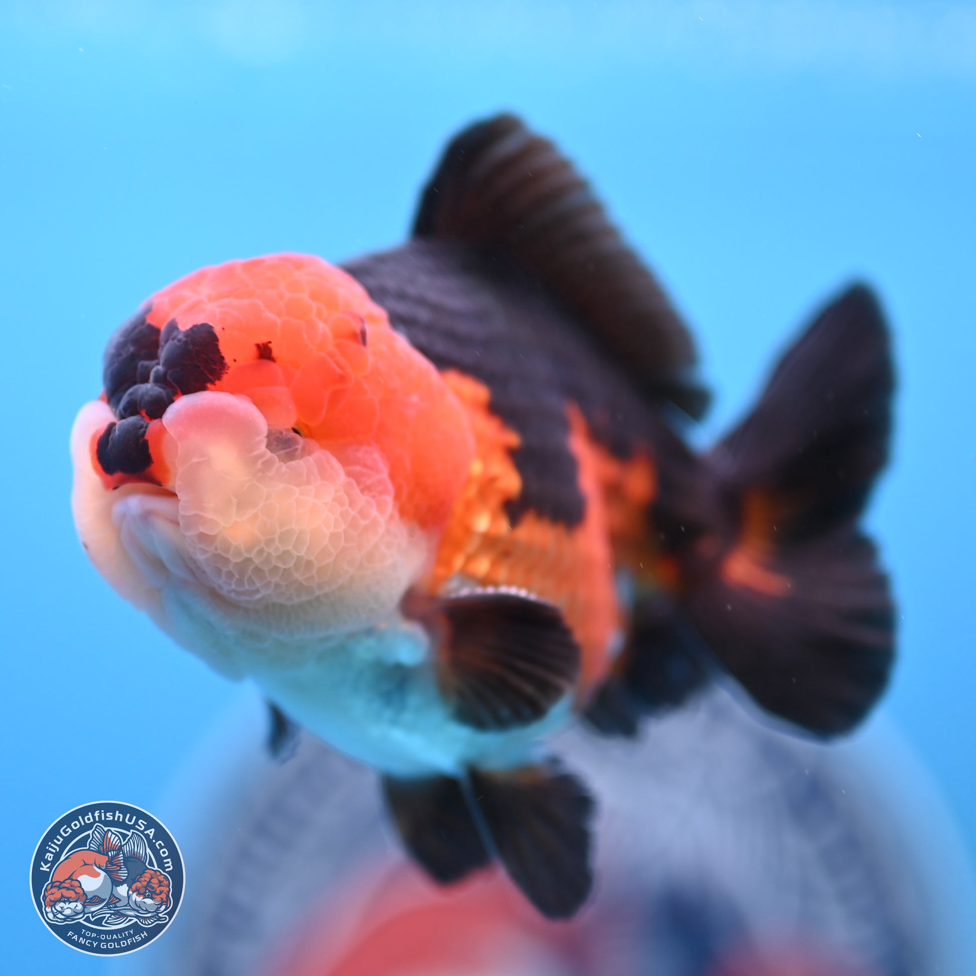 Tricolor Oranda 3.5-4.5 inches (240913_OR11) - Kaiju Goldfish USA