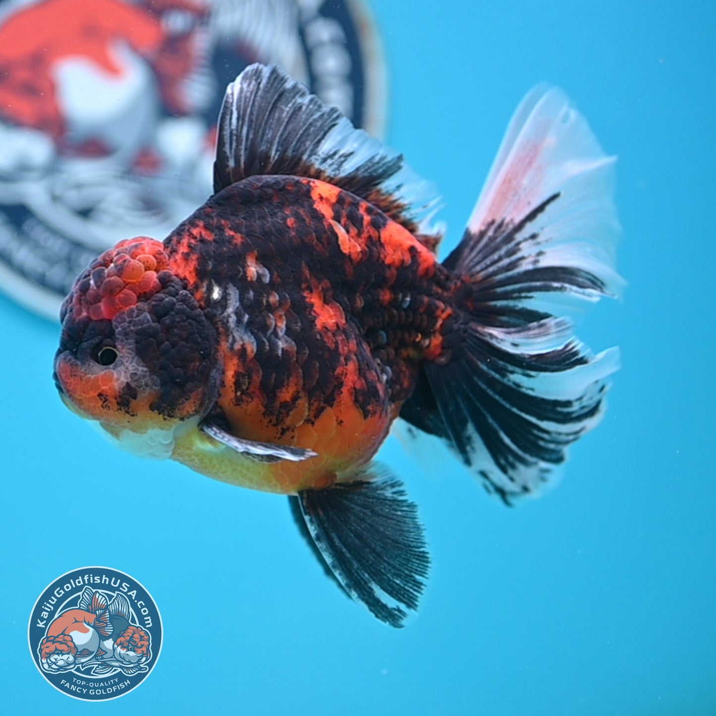 Tricolor Tiger Rose Tail Oranda 4 inches Body (250502_OR11)