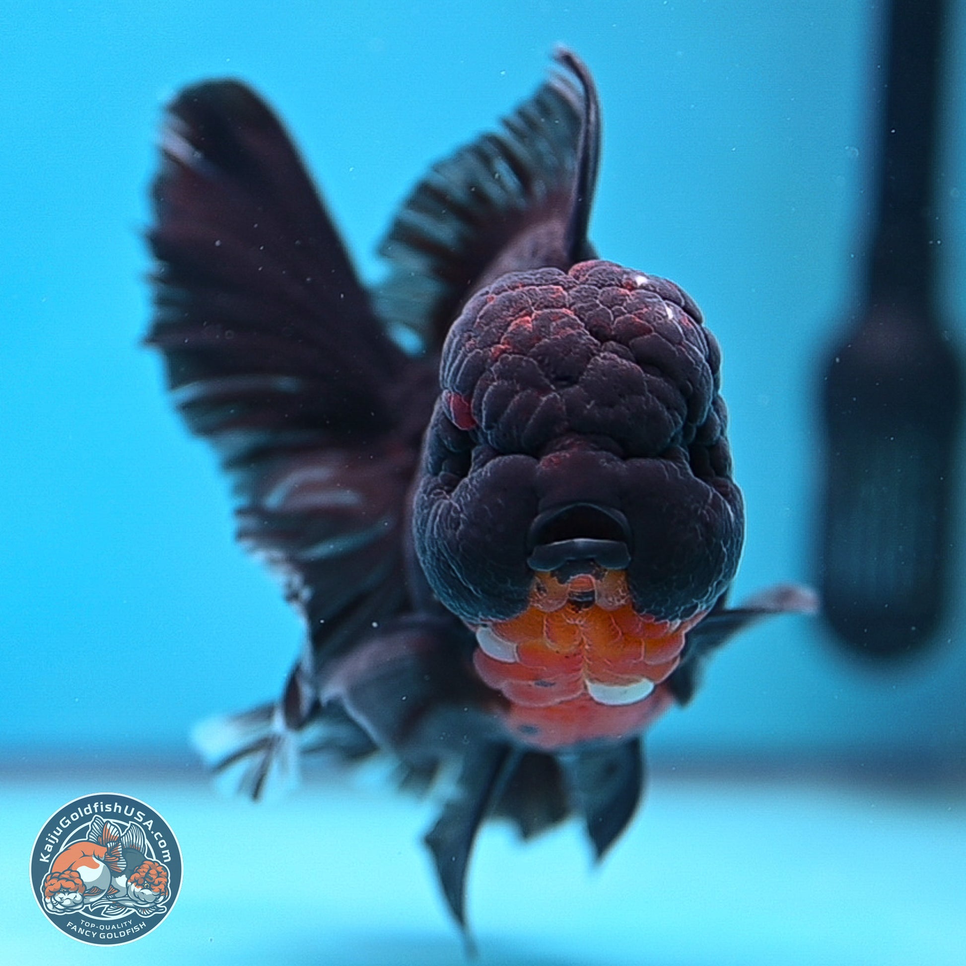 Kirin Rose Tail Oranda 6 inches - Male (241115_OR11) - Kaiju Goldfish USA