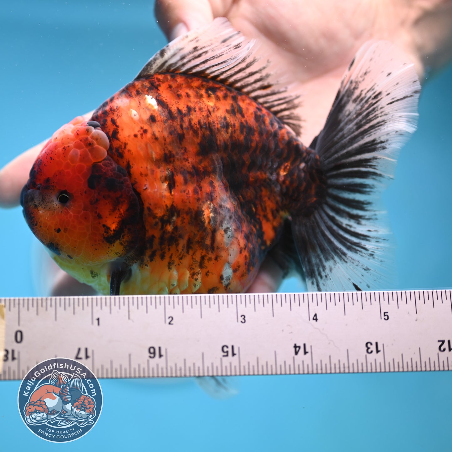 Tiger Oranda 4.25 inches Body (250516_OR11)
