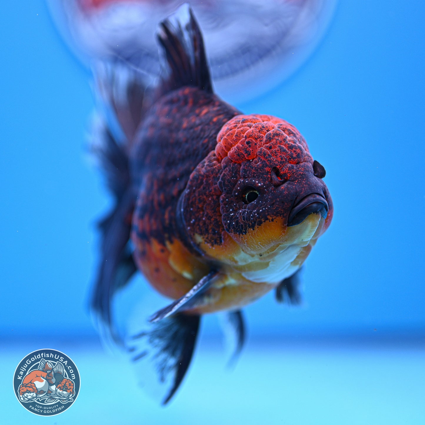 Red Kirin Rose Tail Oranda 4-5.5 inches (240920_OR11) - Kaiju Goldfish USA