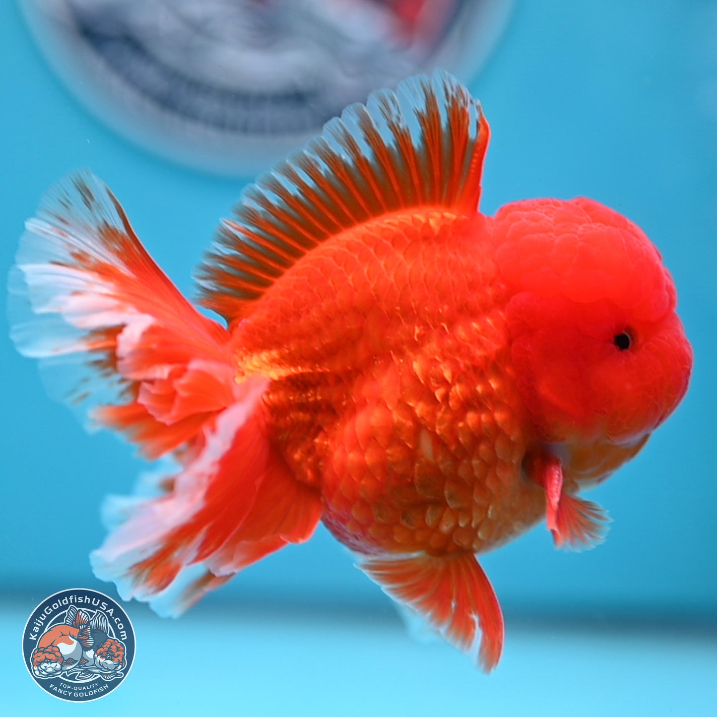 Classic Red Rose Tail Oranda 3.5 inches Body - Male (250307_OR11)