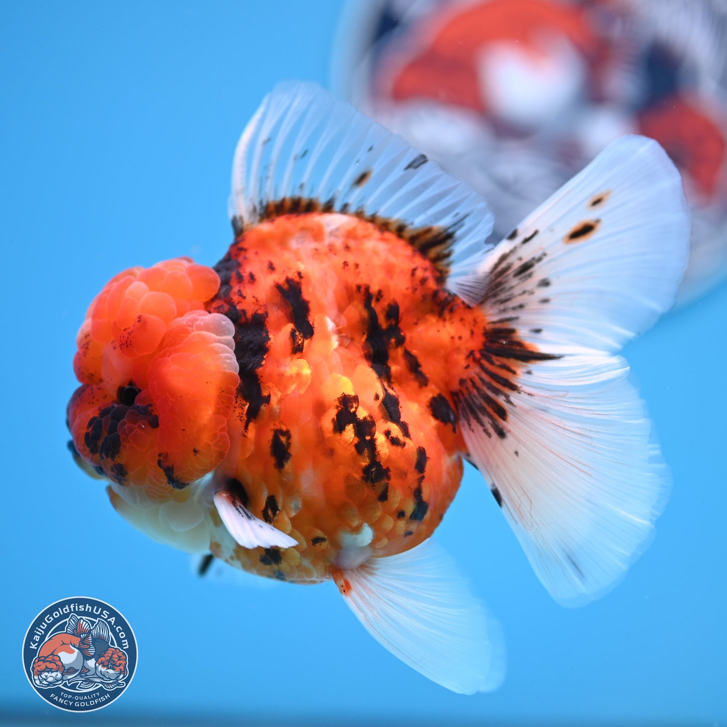 Tricolor Tiger Oranda 3.5 inches Body - Male (250314_OR11)