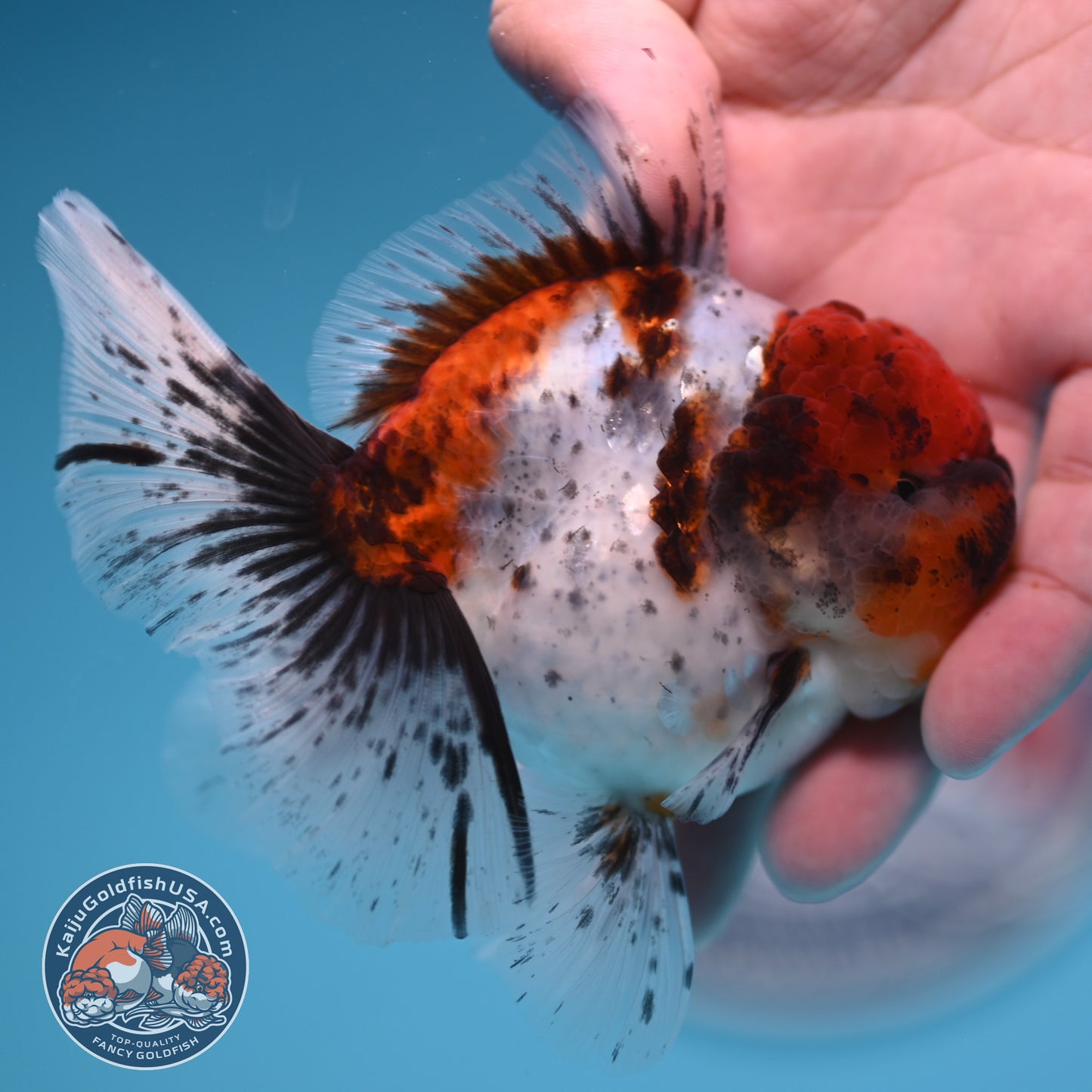 Shogun Tricolor Sakura Rose Tail Oranda 3.25 inches Body (250530_OR11)