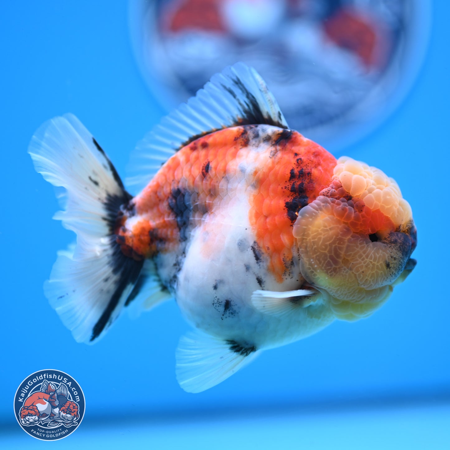 Tricolor Tiger YuanBao Oranda 3.5 inches Body - Male (250228_OR11)