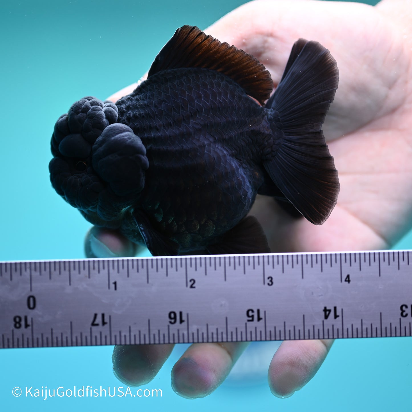 Jet Black YuanBao Oranda 3.5 inches (240517_OR11) - Kaiju Goldfish USA