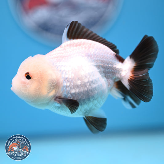 Tricolor/Panda Oranda 3.5-4.5 inches (241004_OR11) - Read Description - Kaiju Goldfish USA