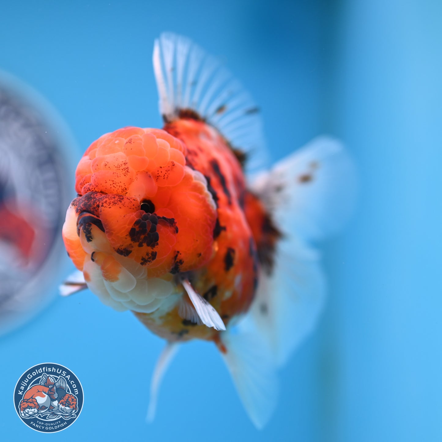Tricolor Tiger Oranda 3.5 inches Body - Male (250314_OR11)