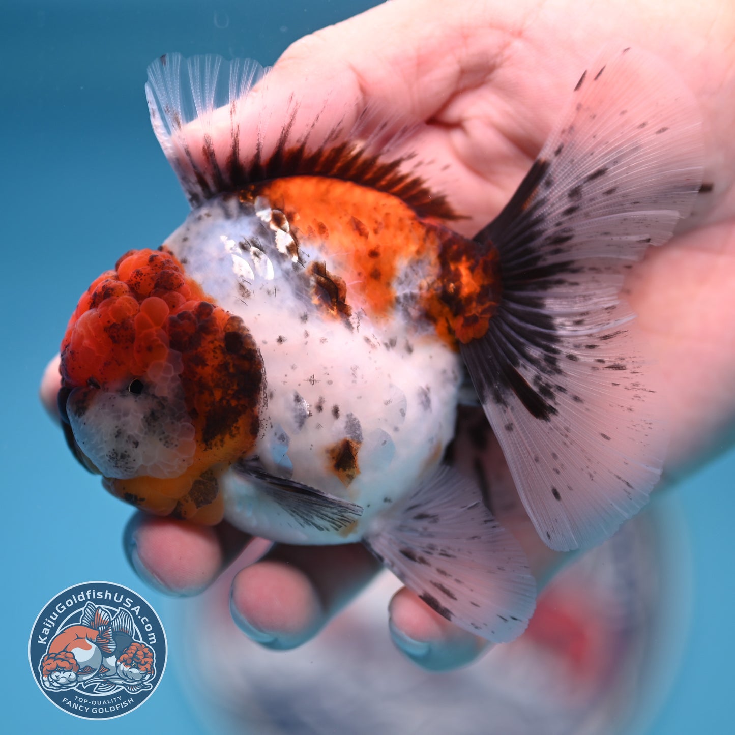 Shogun Tricolor Sakura Rose Tail Oranda 3.25 inches Body (250530_OR11)