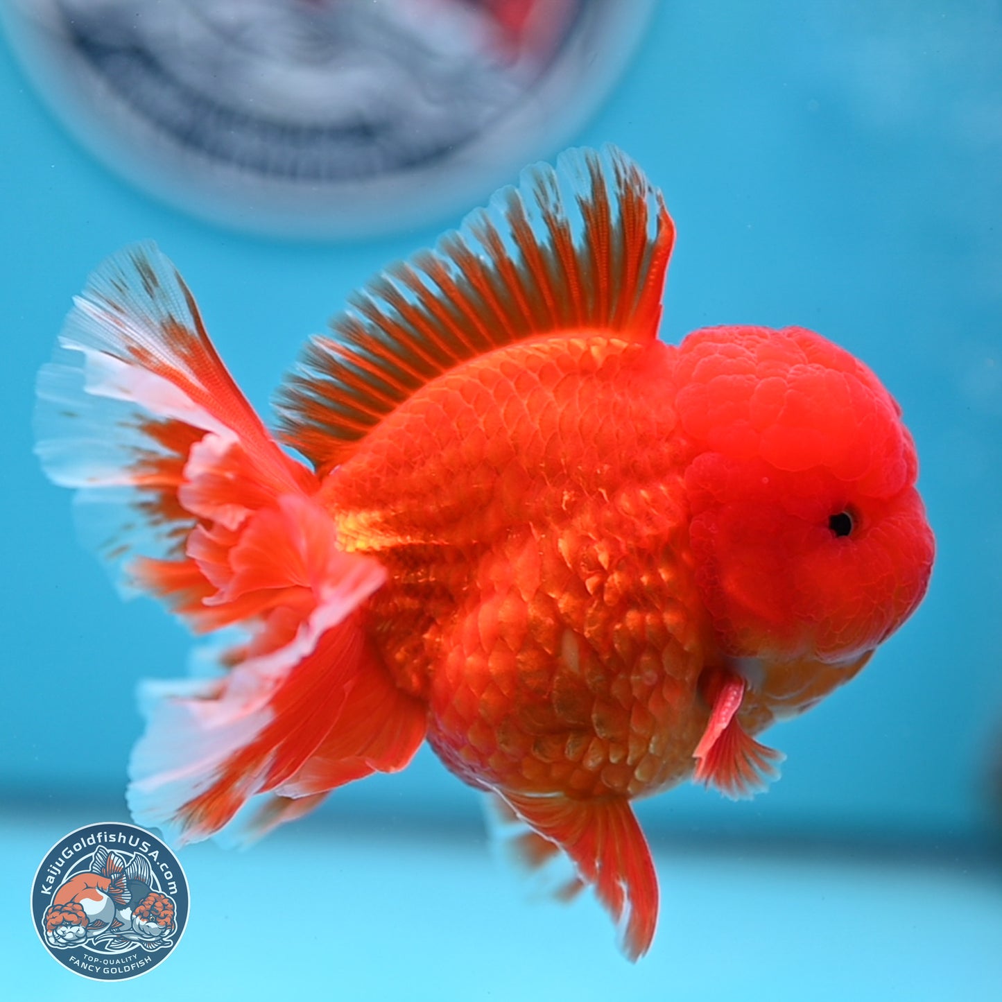 Classic Red Rose Tail Oranda 3.5 inches Body - Male (250307_OR11)