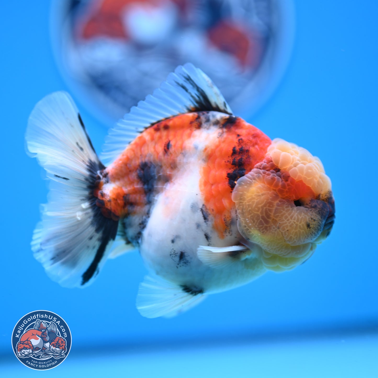 Tricolor Tiger YuanBao Oranda 3.5 inches Body - Male (250228_OR11)