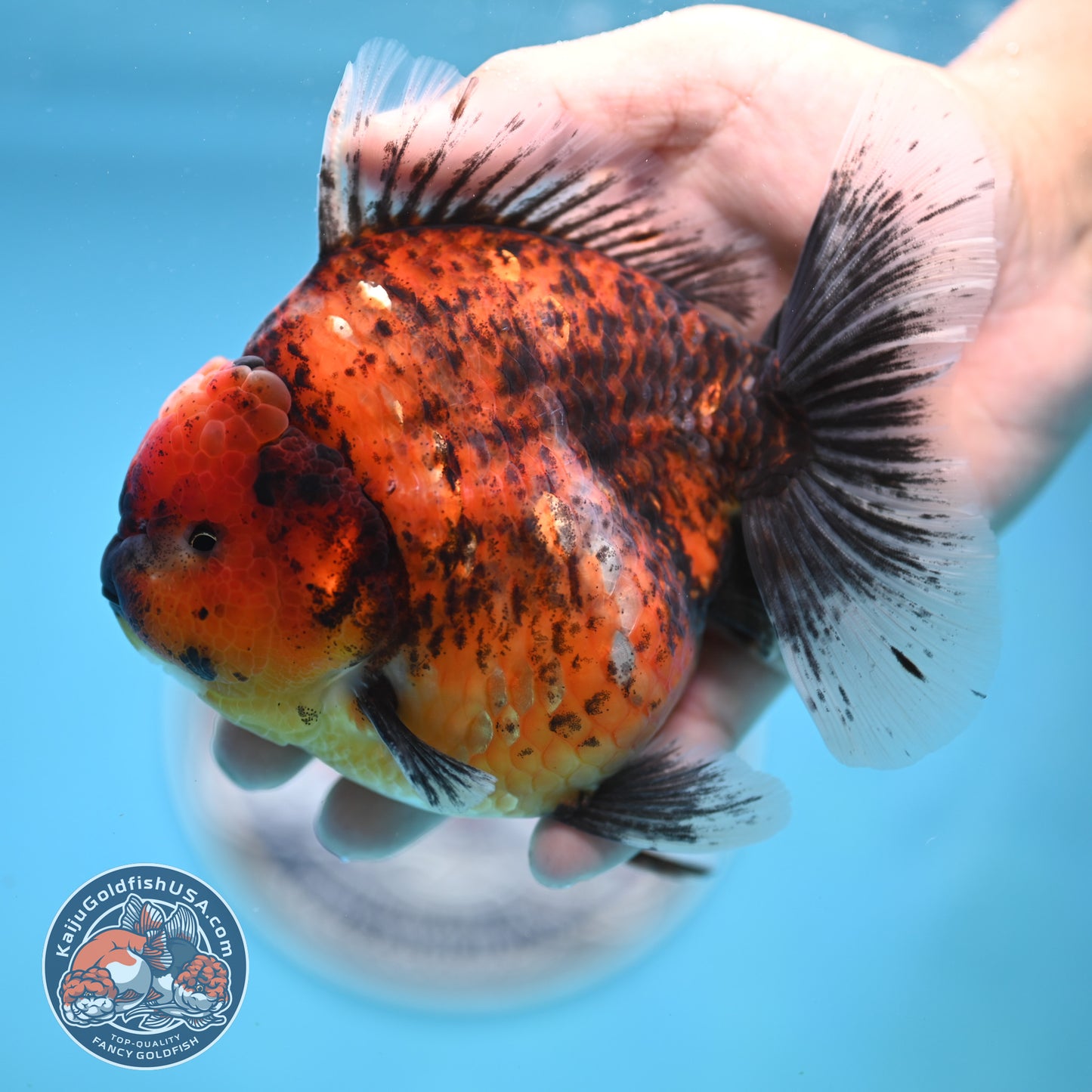 Tiger Oranda 4.25 inches Body (250516_OR11)
