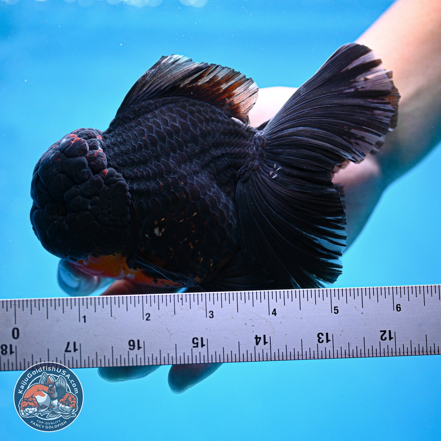 Kirin Rose Tail Oranda 6 inches - Male (241115_OR11) - Kaiju Goldfish USA