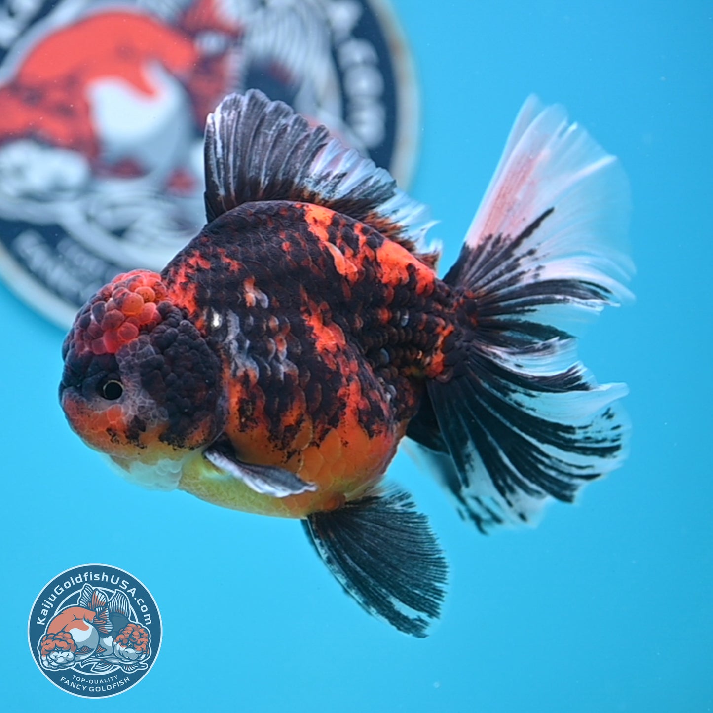 Tricolor Tiger Rose Tail Oranda 4 inches Body (250502_OR11)