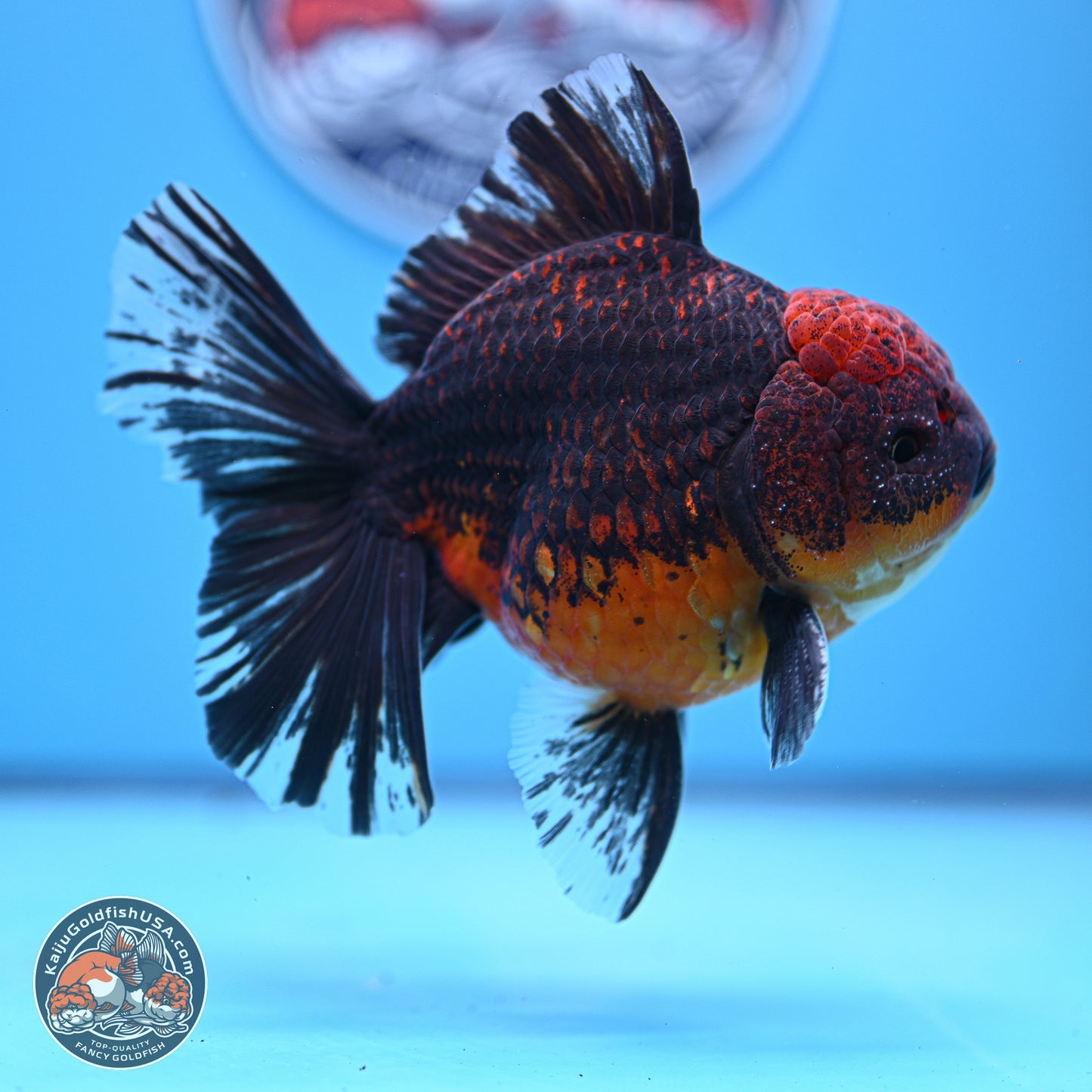 Red Kirin Rose Tail Oranda 4-5.5 inches (240920_OR11) - Kaiju Goldfish USA