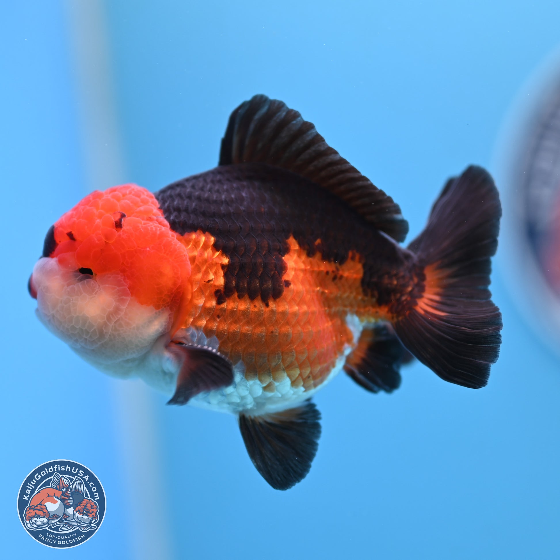 Tricolor Oranda 3.5-4.5 inches (240913_OR11) - Kaiju Goldfish USA